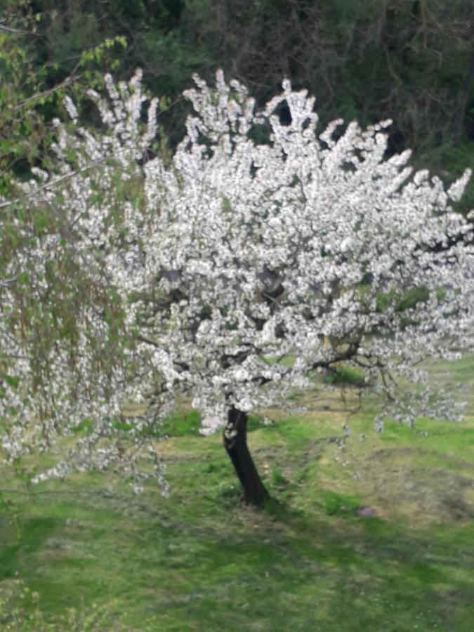 Il Borgo Dei Molini Panzió Torreglia Kültér fotó